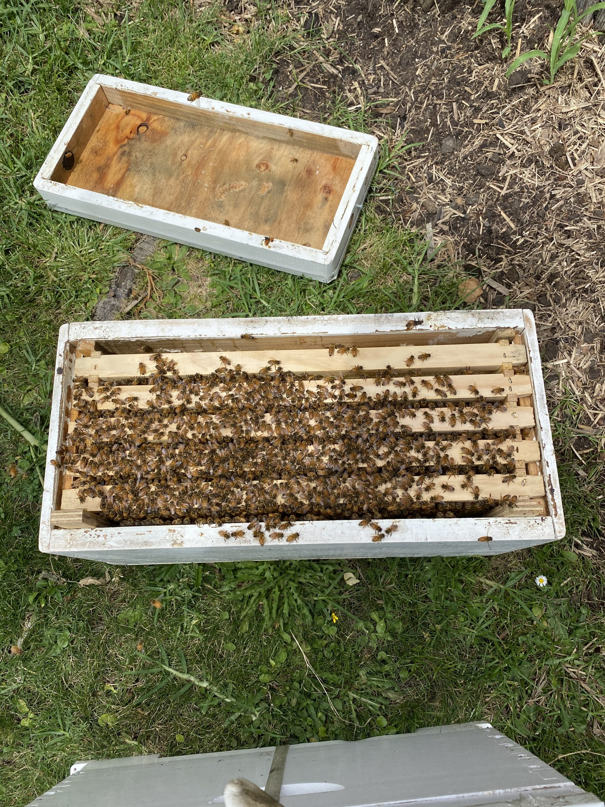 Nucleus Hive For September Bee Sustainable Beekeeping Cheese