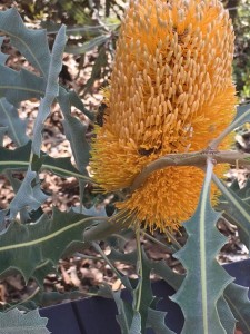 This photo, taken a few weeks ago, shows a bee foraging on some Banksia, showing us that there are still opportunities for food about for the bees even this late time in the season.